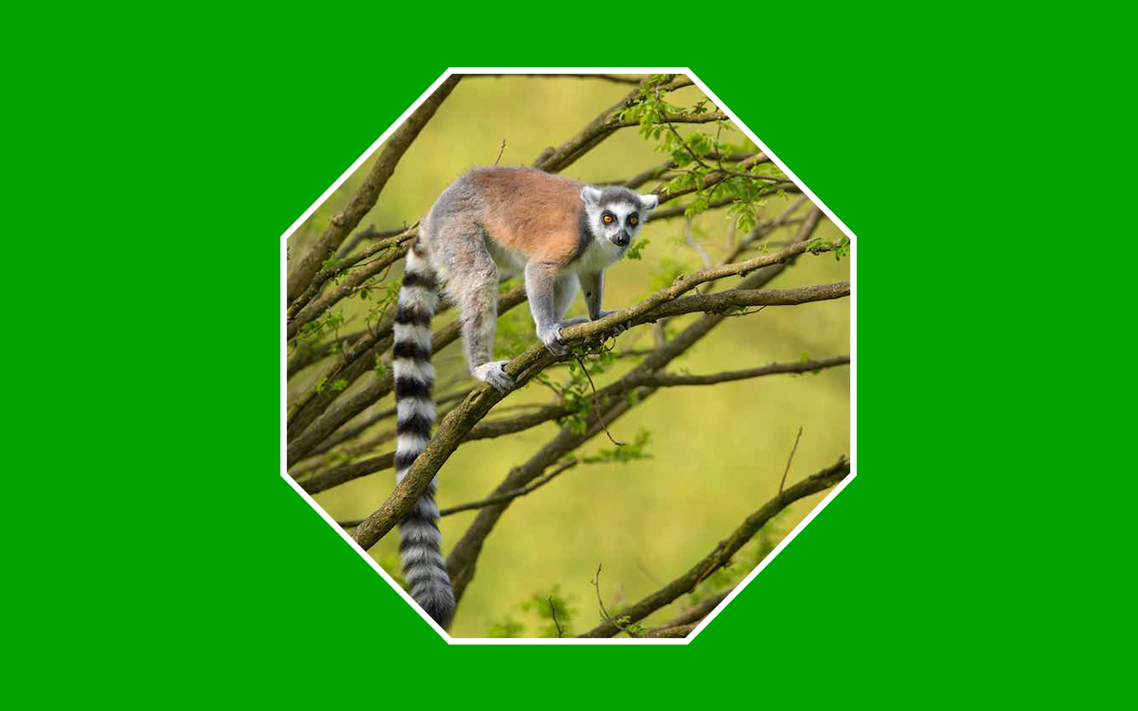 lemures extincion